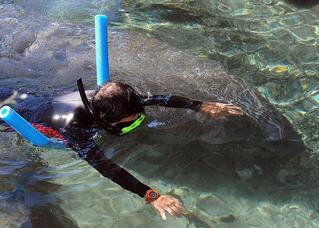 Man in Wetsuit and Snorkel Swimming with Manatee
