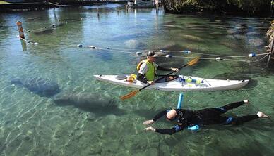 Man in wetsuit & snorkel swims with manatees as USFWS volunteer kayaks by.